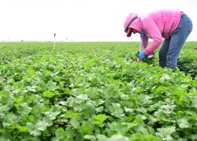 The herb linked to reduced inflammation, lower anxiety, and reduced blood sugar