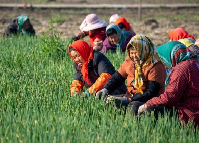 The garden herb that experts say boosts immune health and protects your vision