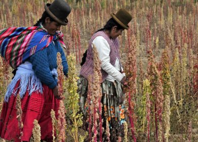 The versatile grain that is gut-friendly and packed with healthy proteins