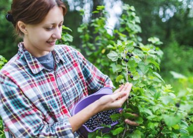 The fruit declared ‘flavor of the year’ that can boost recovery, fight heart disease and fortify immune health